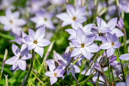 selective focus photography of purple and white petaled flowers thumbnail