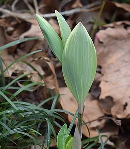 Solomon Seal Sprouts, Solomon Seal thumbnail