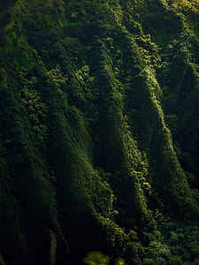 aerial view of mountain with trees thumbnail