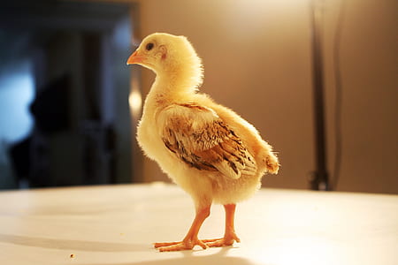 yellow chick on top of brown surface thumbnail