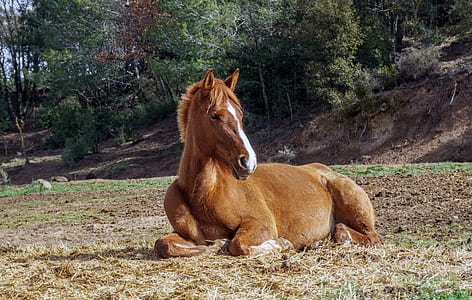 brown horse lying on green grass thumbnail
