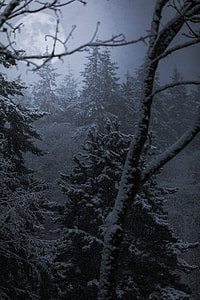 snow covered tree illustration thumbnail