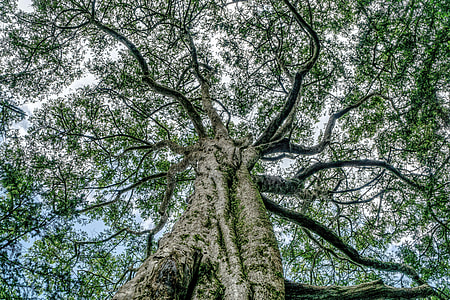 low-angle photo of tree thumbnail