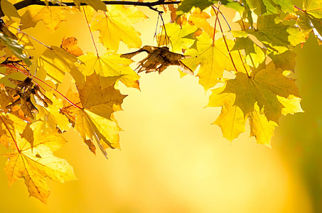 yellow maple leaves thumbnail