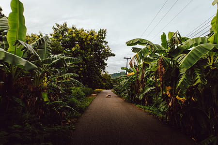 road with forest thumbnail