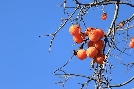 fruits on tree thumbnail