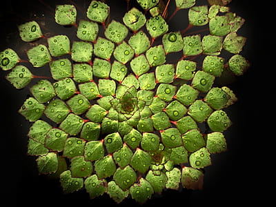 Green Petaled Flower thumbnail