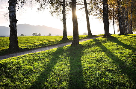 photo of green grass field and trees thumbnail