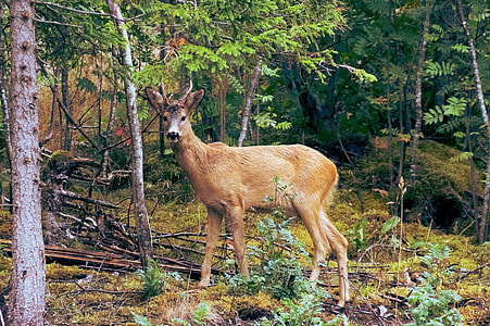 brown deer thumbnail
