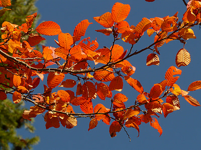 orange leaves thumbnail