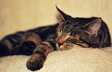 closeup photography of sleeping tabby cat thumbnail