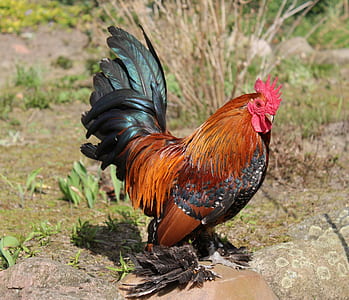 red and black rooster standing on rock thumbnail