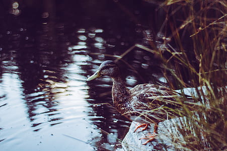 bokeh photography of brown duck standing near body of water thumbnail