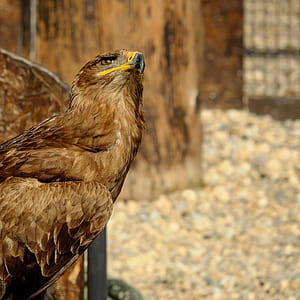 focus photo of brown bird thumbnail