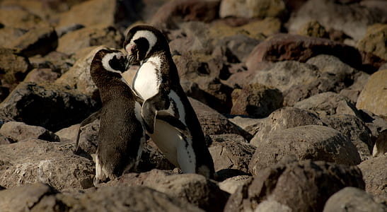 two penguins surrounded by rocks thumbnail