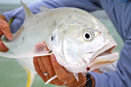 person holding gray fish thumbnail