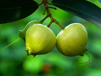 several green fruits thumbnail