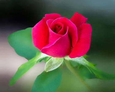 Red Rose Flower thumbnail