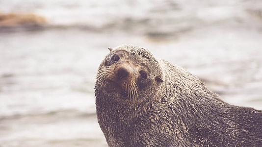 macro shot of seal thumbnail