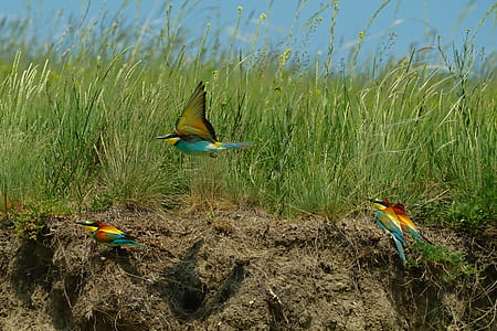 three teal and pink birds thumbnail