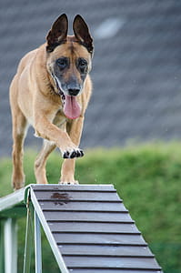 Short-coated Brown Dog on Wooden Beam thumbnail