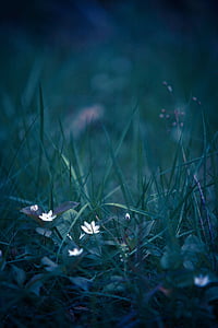white petaled flower on grass thumbnail