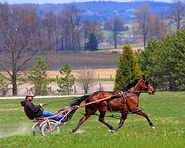 man on carriage while horse running at daytime thumbnail