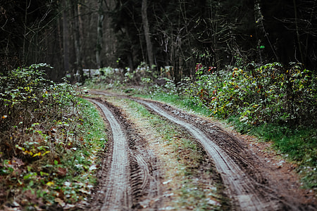 A walk in an autumn forest thumbnail