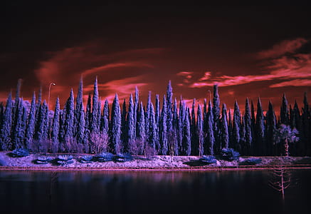 blue pine trees beside water under red and black sky photo thumbnail