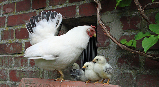 white chicken hen standing beside chicken chicks thumbnail