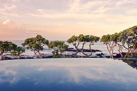green trees growing near large body of water thumbnail