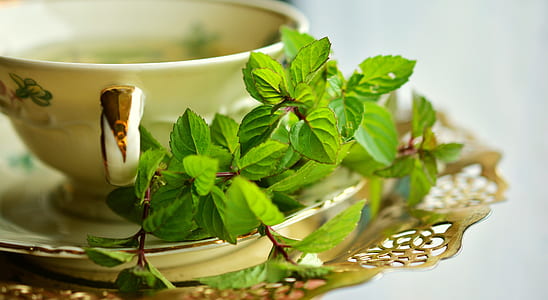 green leaves on white plate thumbnail