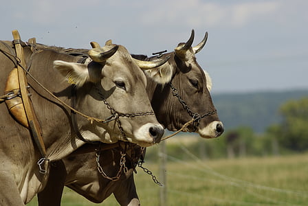 two brown cows thumbnail