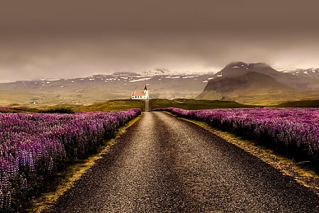 landscape photography of road between purple flowers thumbnail