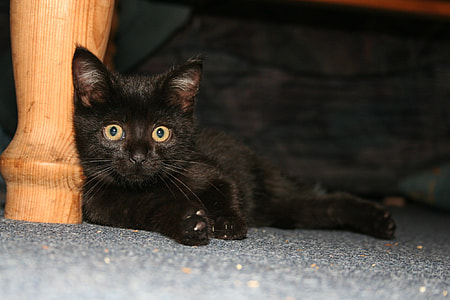 black kitten lean on brown wooden furniture leg thumbnail