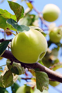 Photo of wild yellow apple growing on a branch. thumbnail