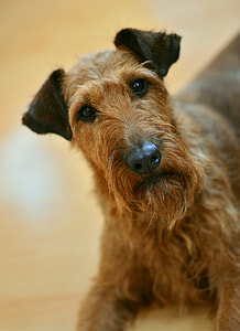 adult brown Irish terrier thumbnail