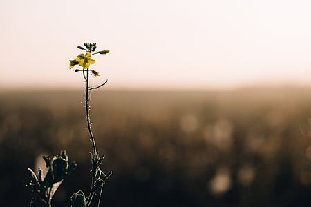 selective color photography of yellow petaled flower thumbnail
