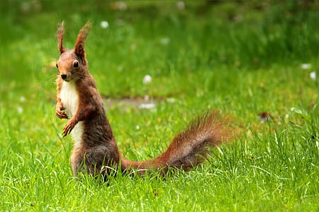 brown squirrel on green grass field thumbnail