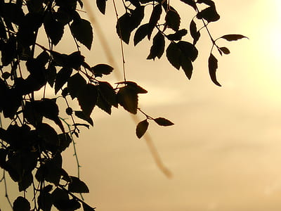 silhouette of leaves thumbnail