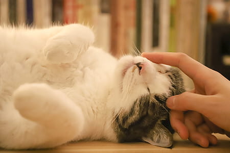 Person Holding Kitten thumbnail