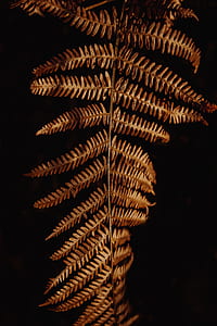 brown fern plant thumbnail