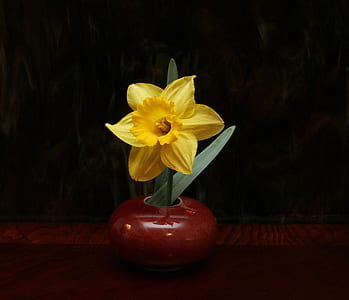 yellow daffodil in red ceramic vase thumbnail