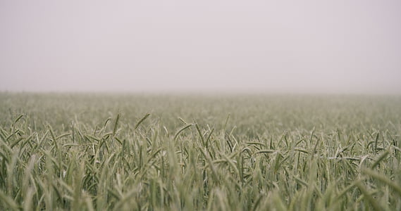 green grass thumbnail