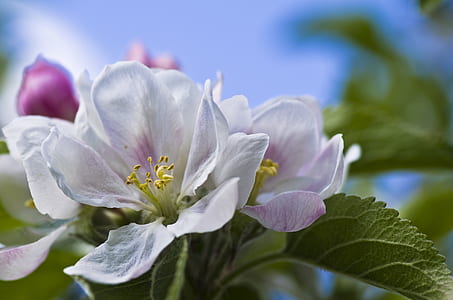 selective focus photograph of white petaled flower thumbnail