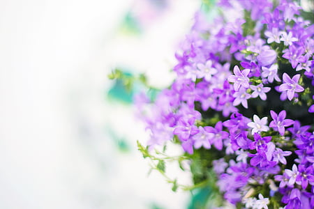 purple flowers in shallow photography thumbnail