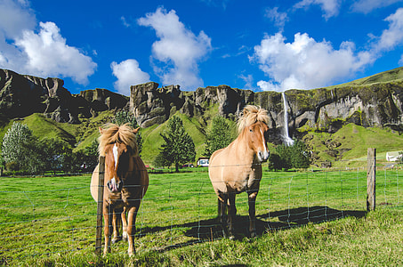 Icelandic Horses with waterfall in the background thumbnail