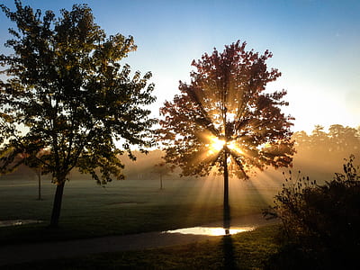 Green Leaved Tree on Green Grass Field during Sunset thumbnail