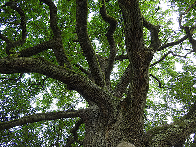 brown tree thumbnail