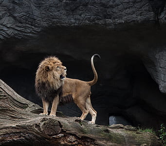 opened mouth lion standing on tree thumbnail